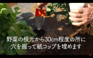 春の栽培の天敵 ヨトウムシを2つのトラップで撃退 簡単に作れて効果バツグン 家庭菜園 ヤトウムシ ストチュウトラップ 米ぬかトラップ 井上寅雄農園 井上隆太朗 Note