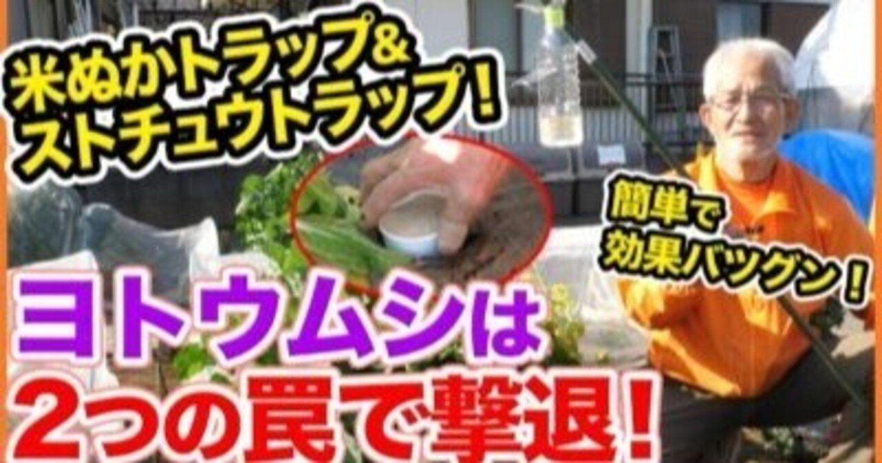 春の栽培の天敵 ヨトウムシを2つのトラップで撃退 簡単に作れて効果バツグン 家庭菜園 ヤトウムシ ストチュウトラップ 米ぬかトラップ 井上寅雄農園 井上隆太朗 Note