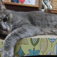 ペットロスを率直にあつかう 犬を飼う そして 猫を飼う 大和ヌレガミ Note ペットロスを率直にあつかう 犬を飼う そして 猫を飼う 大和ヌレガミ Note