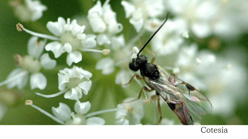 昆虫と共生する環境を作る為の５つのステップ その Monkey Gardener 世界の農家と農法 Note
