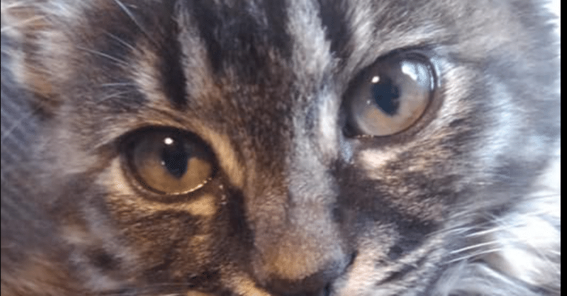 強風さかまく仙台の開幕戦 惨敗から始まる21のファイターズは 起こせよ風を自らに Namidano38小野山理絵 Note