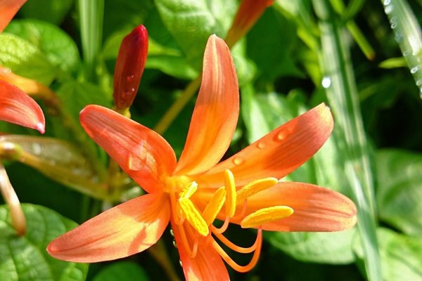 山百合の花言葉人生の楽しみ無垢純潔荘厳 の新着タグ記事一覧 Note つくる つながる とどける 山百合の花言葉人生の楽しみ無垢純潔荘厳 の新着タグ記事一覧 Note つくる つながる とどける