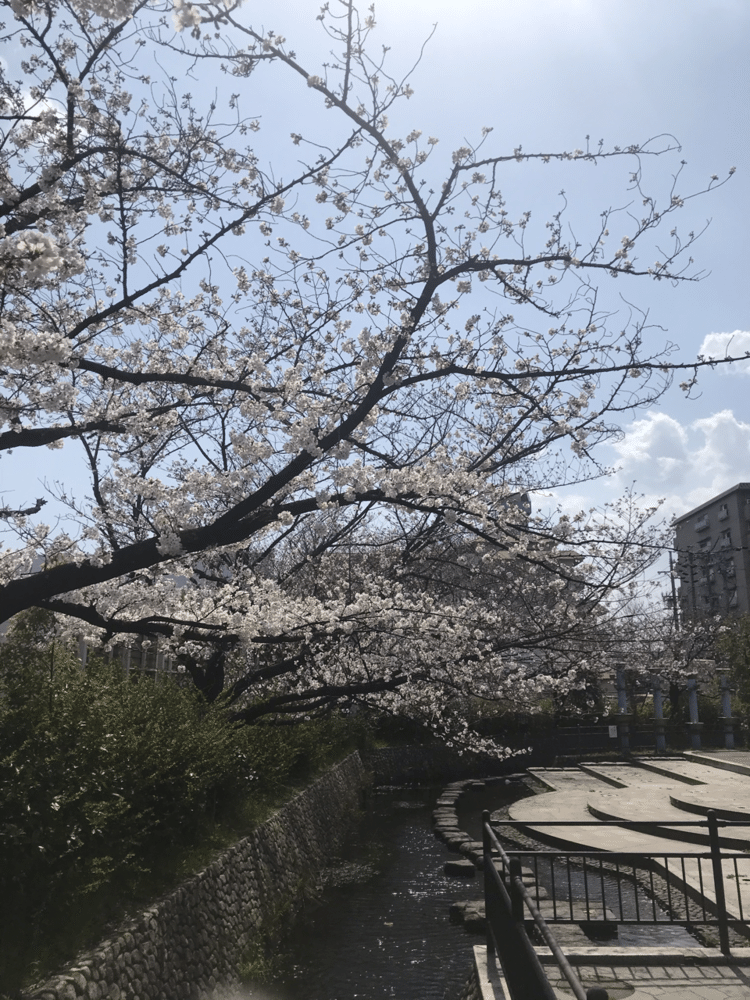 桜🌸