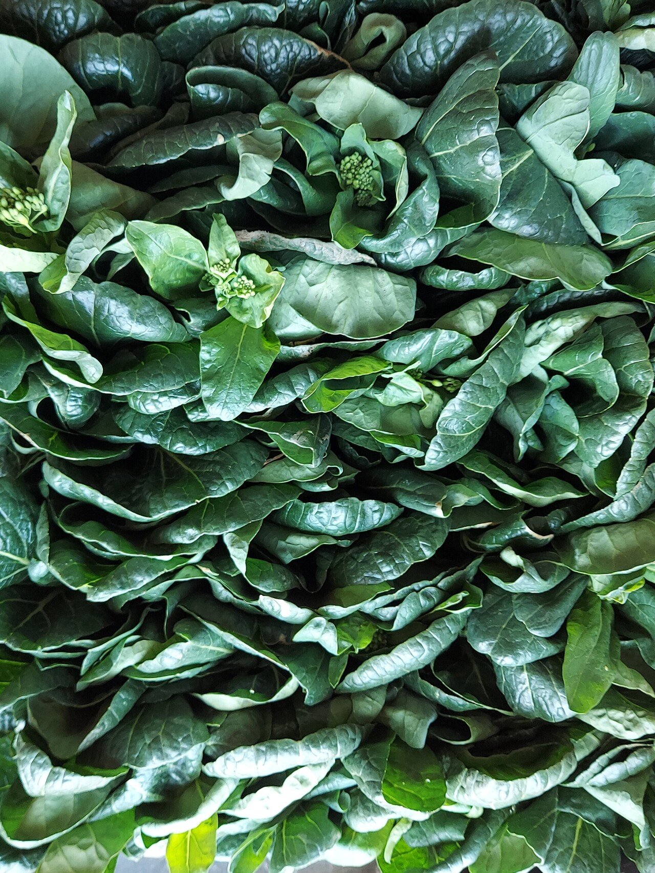 小松菜花芽 Poupille Note