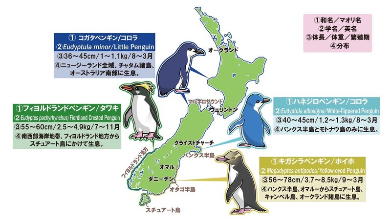 野生ペンギンに出逢える国 ニュージーランド ペンギン好きぃ 鈴木起世美 Note