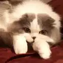tobi__mari