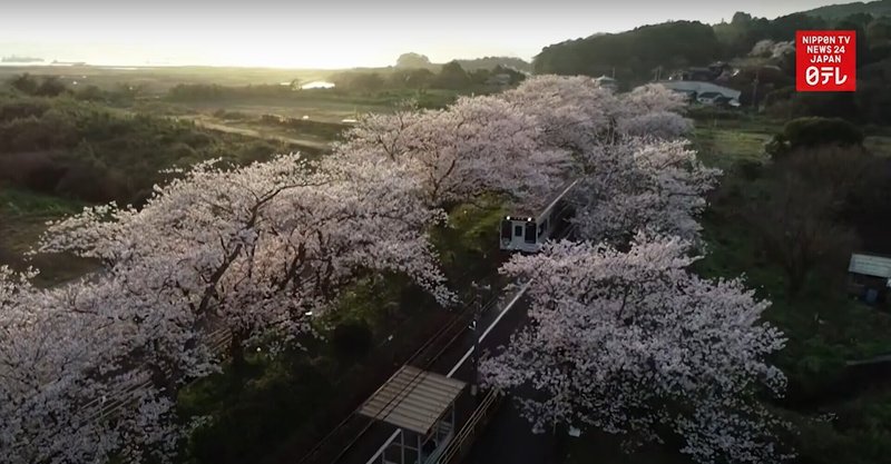 25秒シャドーイング 松浦鉄道 浦ノ崎駅 Cherry Blossom Tunnel Taka Note 25秒シャドーイング 松浦鉄道 浦ノ崎駅 Cherry Blossom Tunnel Taka Note
