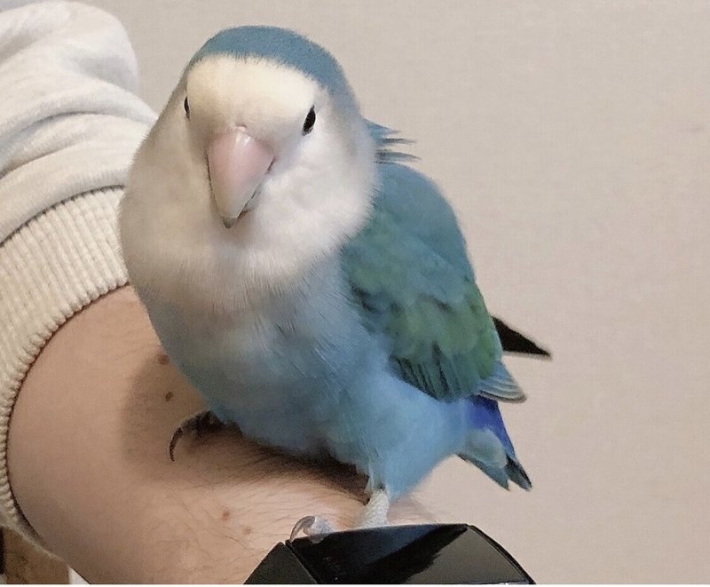 コザクラインコを愛す 故に外の鳩も愛でる つのだ ふむ コザクラインコを愛す 故に外の鳩も愛でる つのだ ふむ