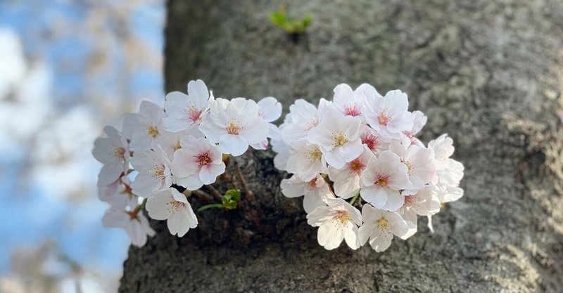 刹那に散りゆく桜だけど