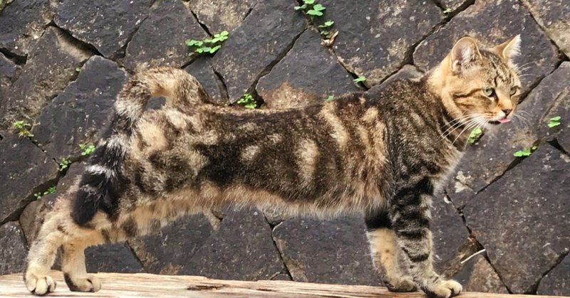 喋る猫 夢 喋る猫 夢