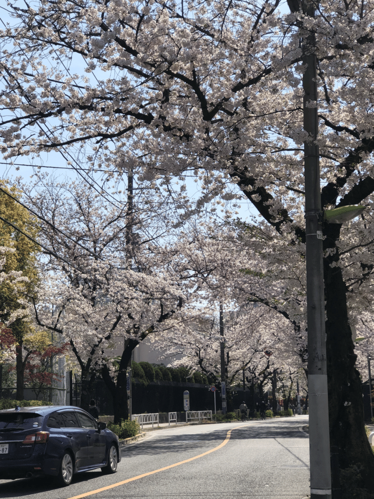 家の近所にこんなに桜が綺麗なところがあるなんて！バスに乗り遅れ駅まで歩くことにしたら、こんなに綺麗な景色に会えた！桜がこんなにも綺麗だと思ったのは今年が初めて。