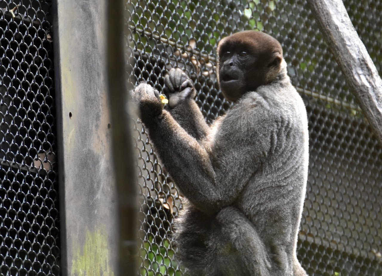 コモンウーリーモンキー 霊長目クモザル科 Hirahiranote Note