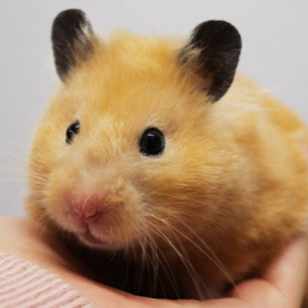 🐹マリモのごはん🐍