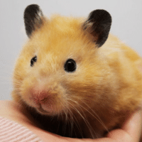 マリモのごはん Note