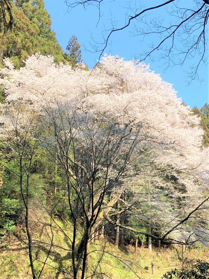 源太桜その1 (1)修正