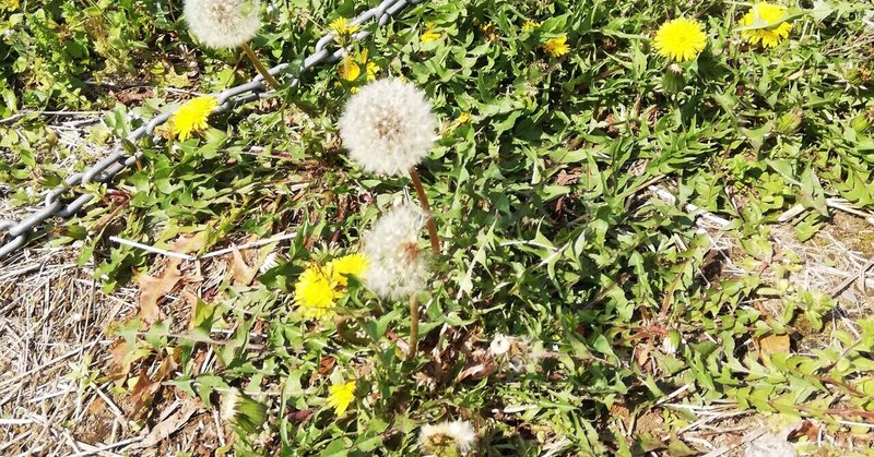 たんぽぽのようにチカラ強く そしてふんわり生きよ 引き上げ師ヒーラー野元小鈴 Note