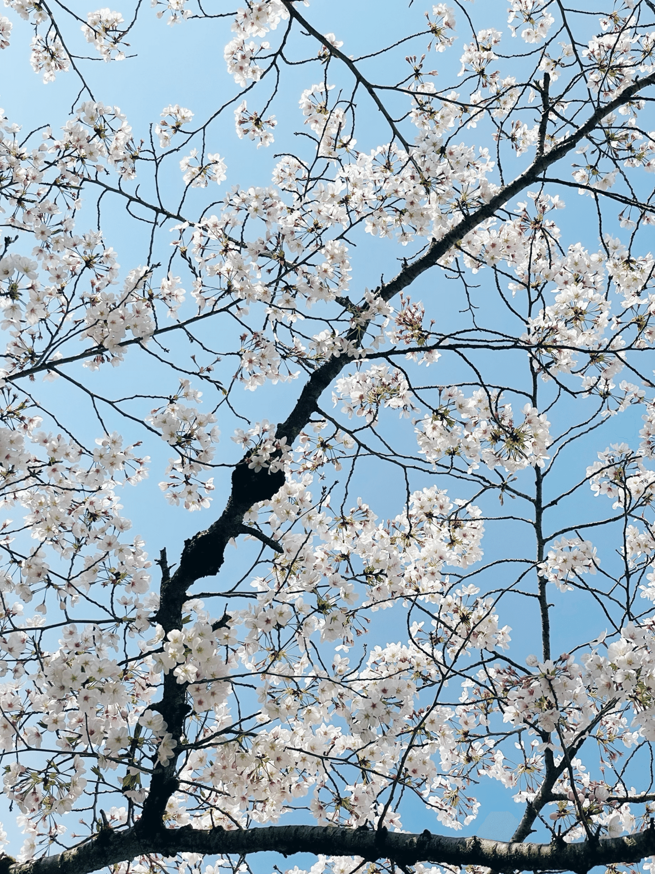 お手紙 季節のお花柄の 和紙 は 綴る人をも幸せにします Mana まな Note お手紙 季節のお花柄の 和紙 は 綴る人をも幸せにします Mana まな Note