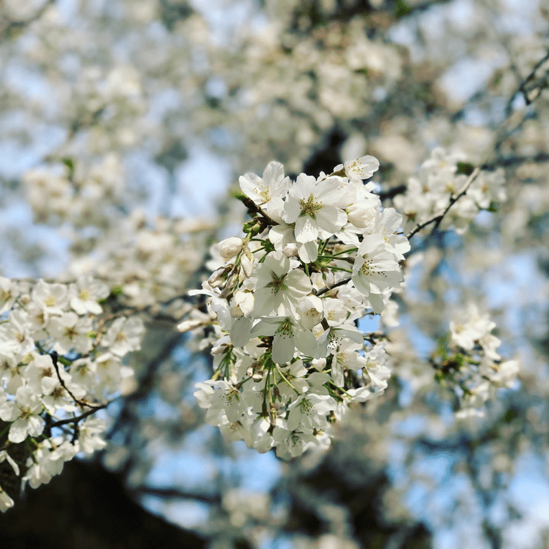 上野公園に行ってみました 半澤円 Note