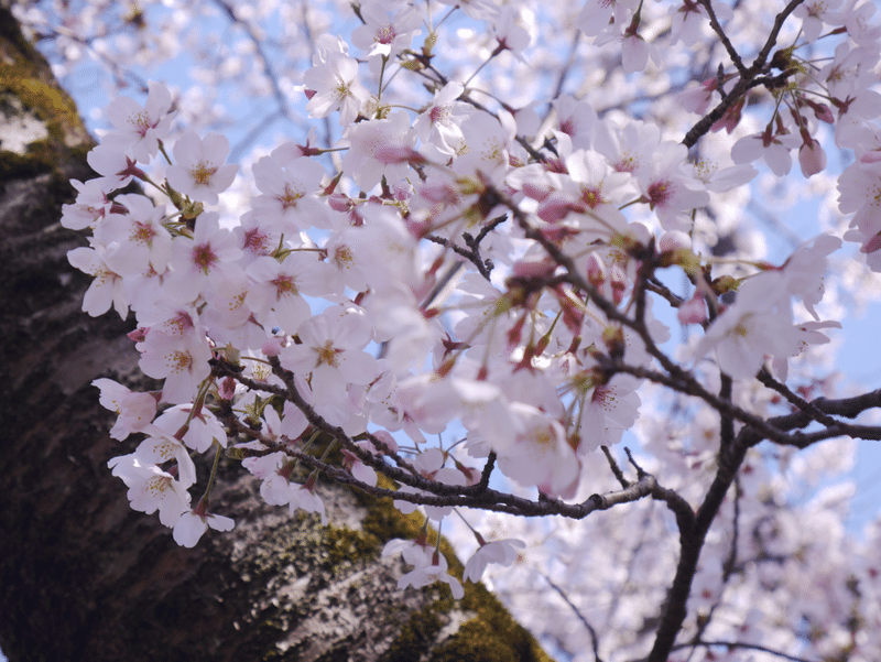 桜の季節に想うコト マリコ Note 桜の季節に想うコト マリコ Note