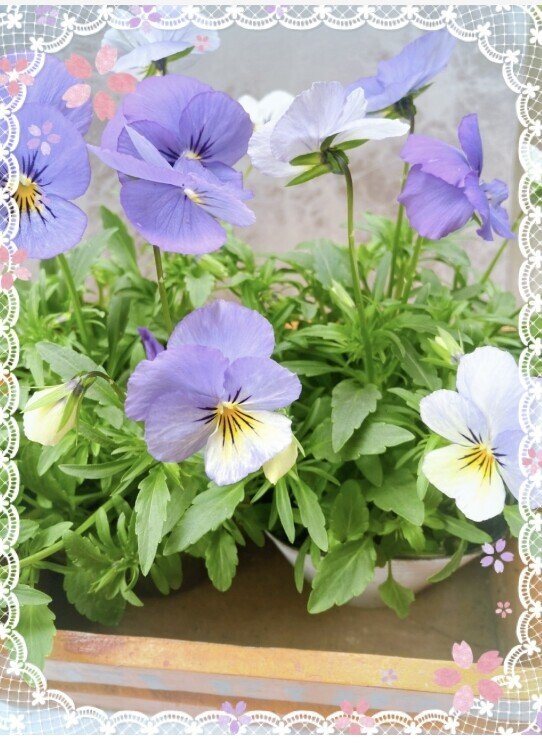 植物図鑑 ビオラ 春になるとあちこちの花壇で咲いていてとても可愛いお花です ビオラの花言葉 花の種類や開花時期 見頃の季節は Horti ホルティ By Greensnap Sara Note