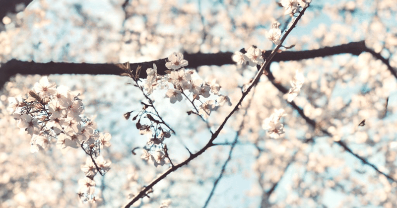 午前10時 桜の木の下で マウントレーニアを 風音 ぽっぽ Note 午前10時 桜の木の下で マウントレーニアを 風音 ぽっぽ Note