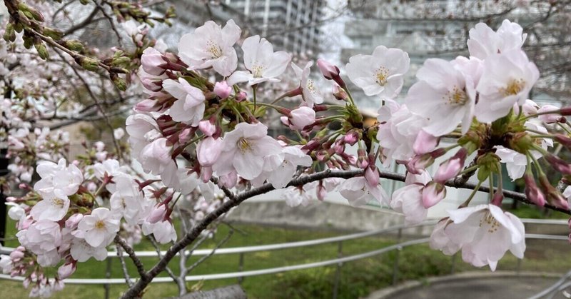 佃の桜