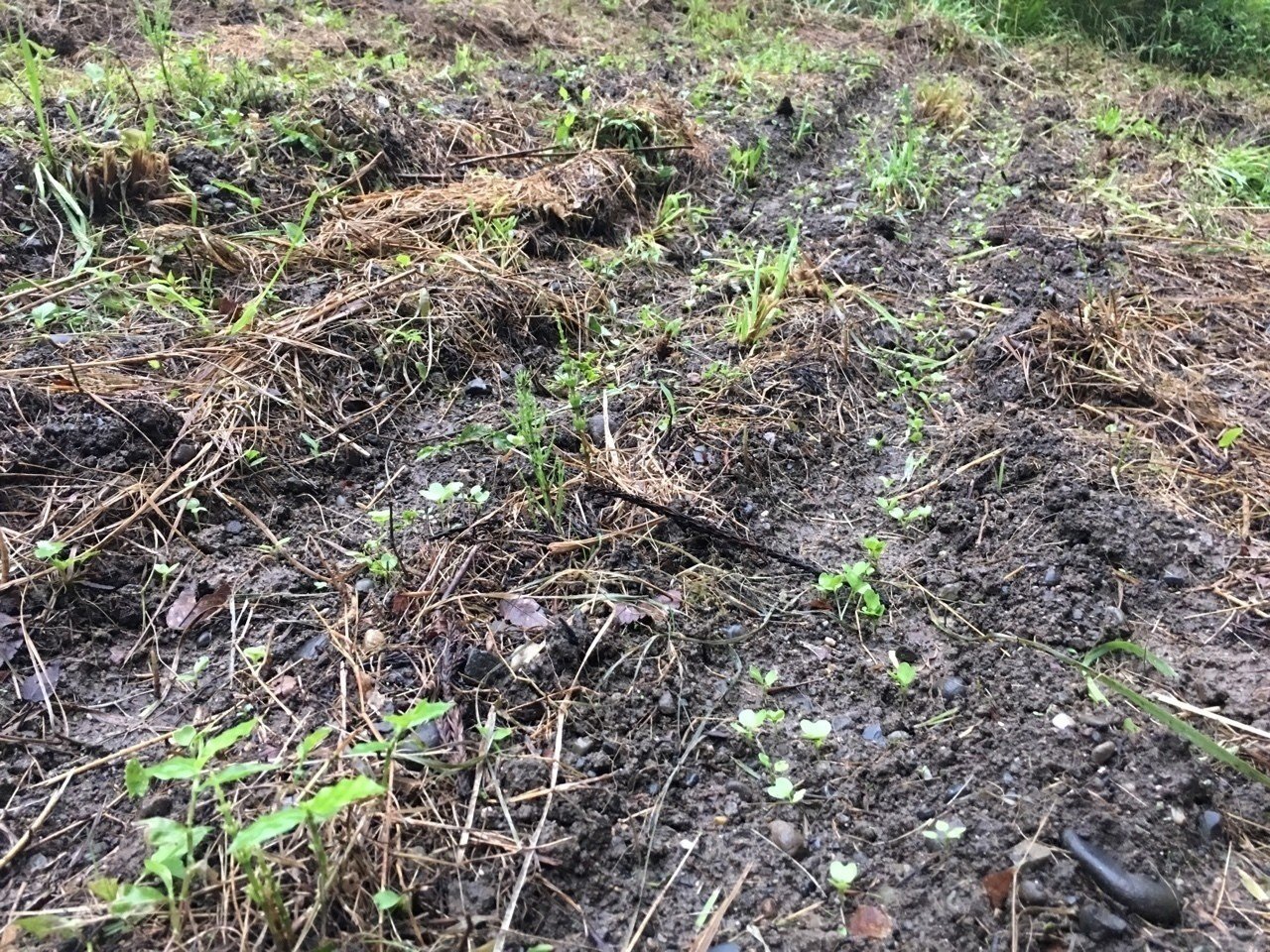 連日雨が続きます 秋野菜の発芽には好都合ですが天候が心配です Shanthi Usui Note 連日雨が続きます 秋野菜の発芽には好都合ですが天候が心配です Shanthi Usui Note