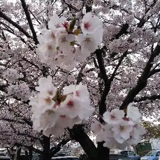 🌸桜子🌸