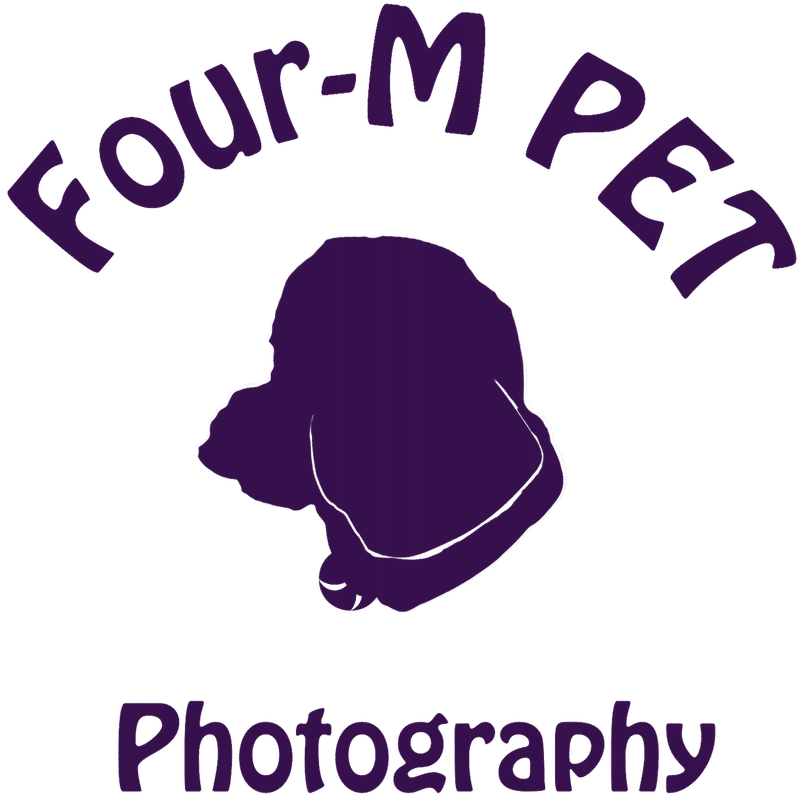 新 logo pet