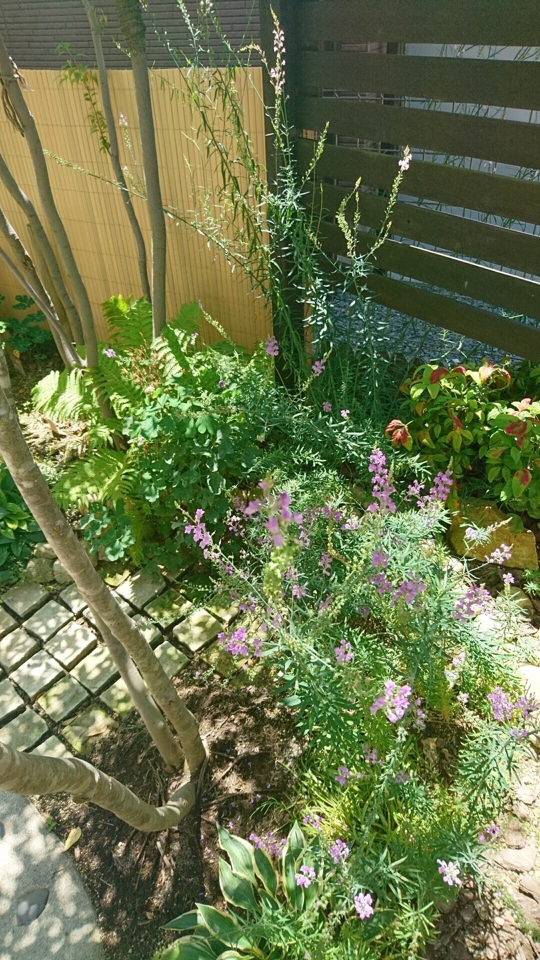 宿根草リナリア パープレアやキャノンｊウェントが開花 イングリッシュガーデンの背景に 雑木の苗と草花ショップ ぞう木りん Note