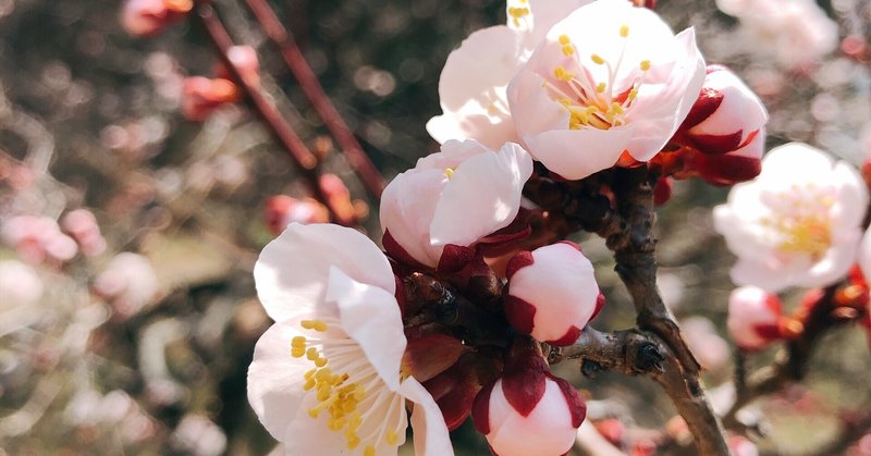 梅桜桃がくっつきすぎ