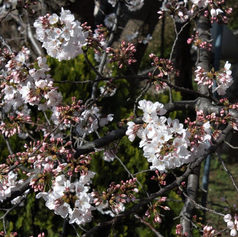 桜定点観察_20210326_4