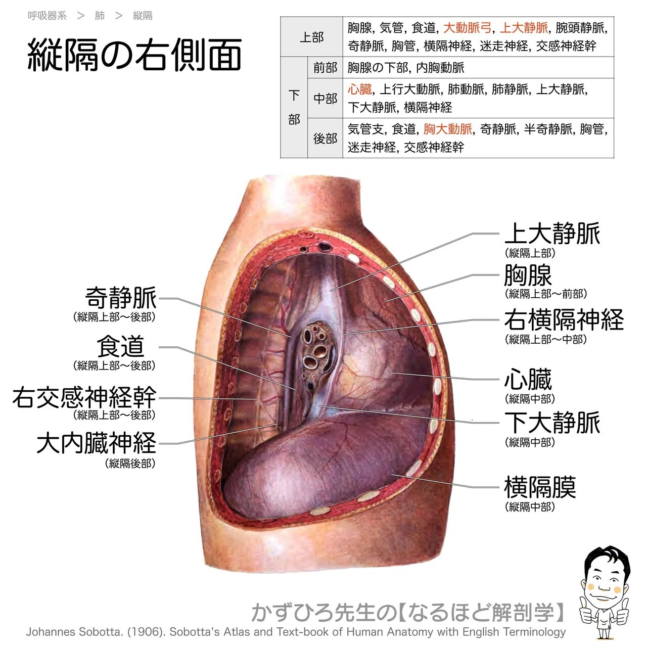 今日のプチ解剖：縦隔を通過しないのはどれ？｜かずひろ先生（黒澤一弘