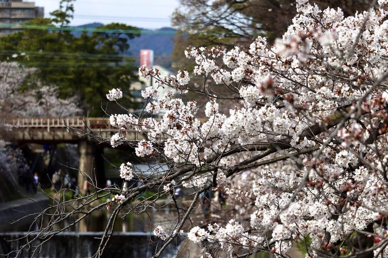 西宮 夙川公園 夙川河川敷緑地 の桜 たっちゃん Note