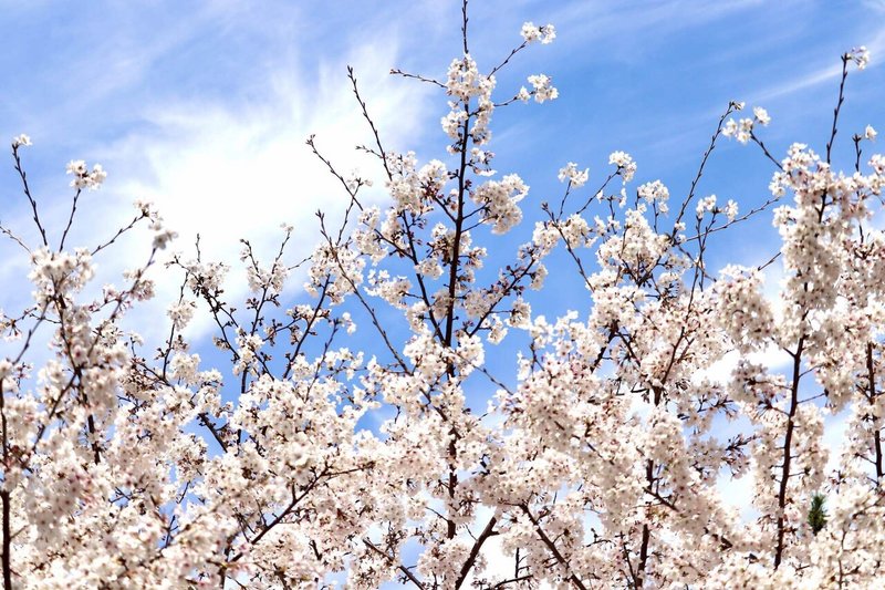 西宮 夙川公園 夙川河川敷緑地 の桜 たっちゃん Note