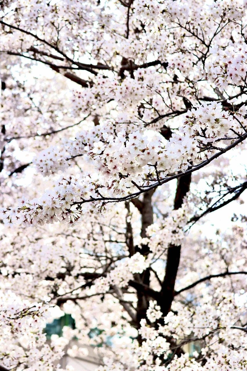 西宮 夙川公園 夙川河川敷緑地 の桜 たっちゃん Note