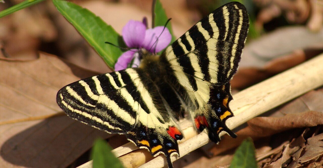 春の女神 ギフチョウの季節 キータン Note 春の女神 ギフチョウの季節 キータン Note