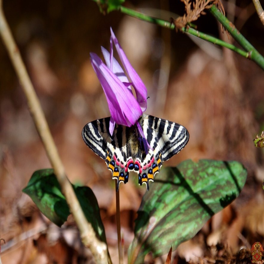 春の女神 ギフチョウの季節 キータン Note