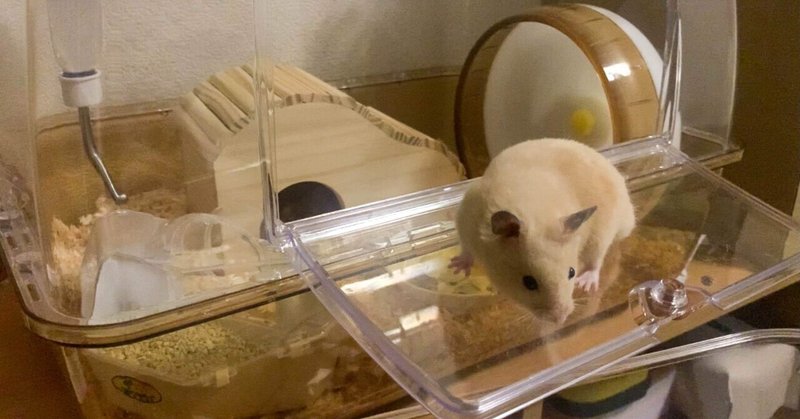 はじめての大掃除で大変なことに キンクマハムスター成長日記 30 タナカノコ Note