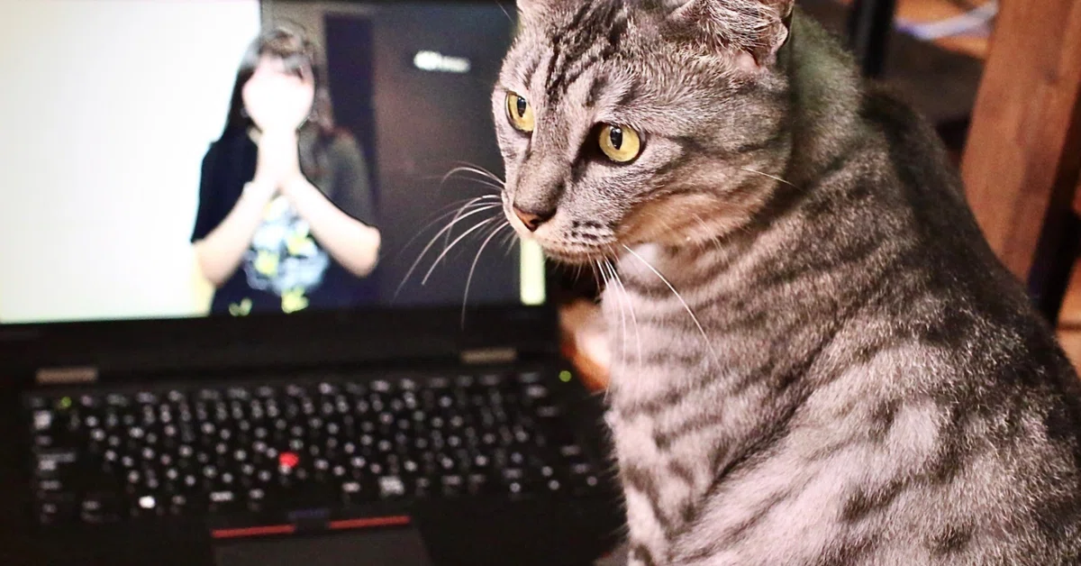 [Kancolle] Solutions for Admirals unable to stream via OBS on Nico Nico ...