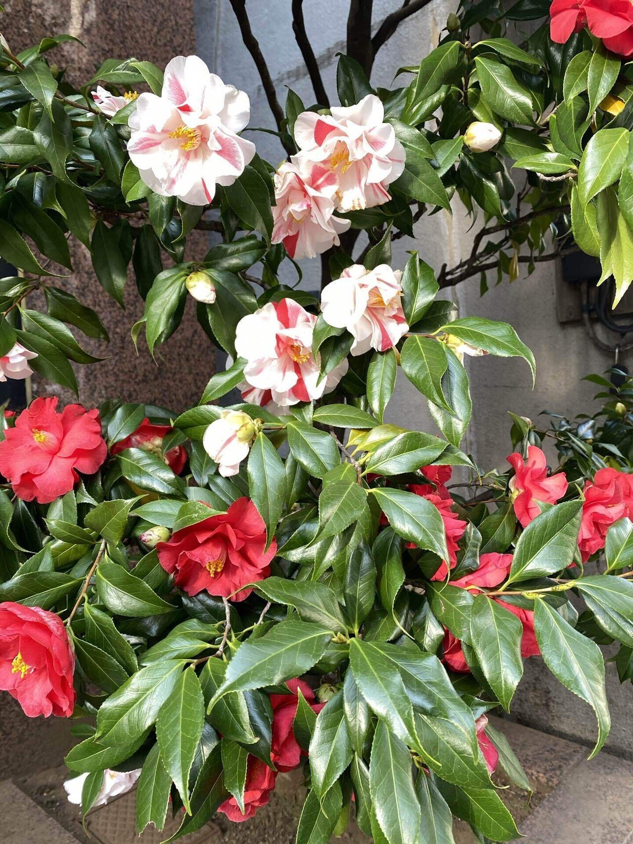 雑記 1 人形町の紅白の椿 Yayayasu Note