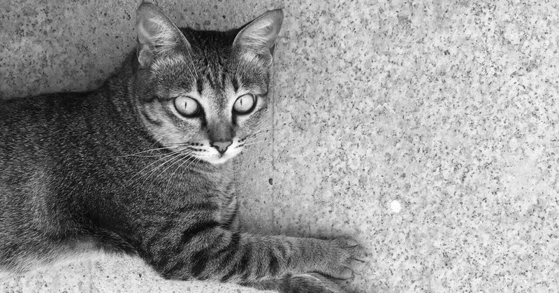 猫タイピング みかん好き Note