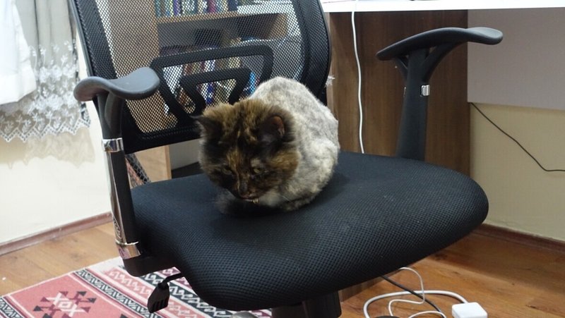 アンカラ滞在記 アンカラではじめてねこを預かったの巻 ウギャーさん ぴののしもべ Note