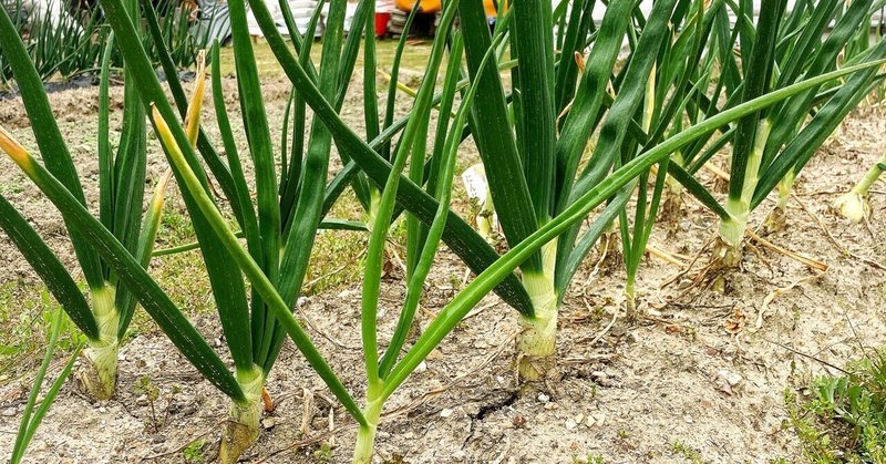 先延ばし魔の頭の中はどうなっているのか たかじゅん 障がい者福祉 Note