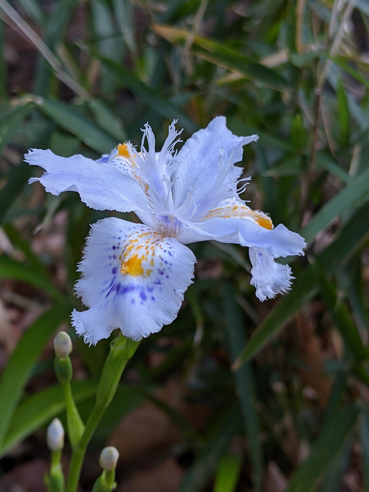 散策中に遭遇した開花時期が早い花たち 柘榴 Note 散策中に遭遇した開花時期が早い花たち 柘榴 Note