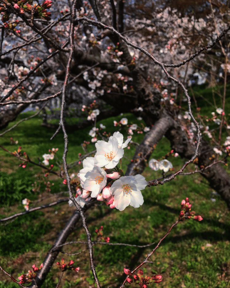 桜🌸