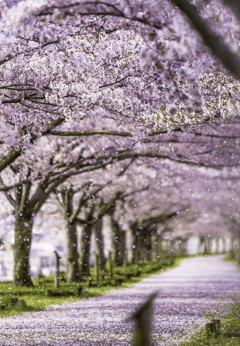 桜満開 桜を見ると 春を感じ 幸せな気分になりますね 西日本最大級の規模を誇る兵庫県小野市の おの桜づつみ回廊の桜 全長4kmの桜のトンネル 約650本の桜並木は5種類の桜で構成されて Katsu Note