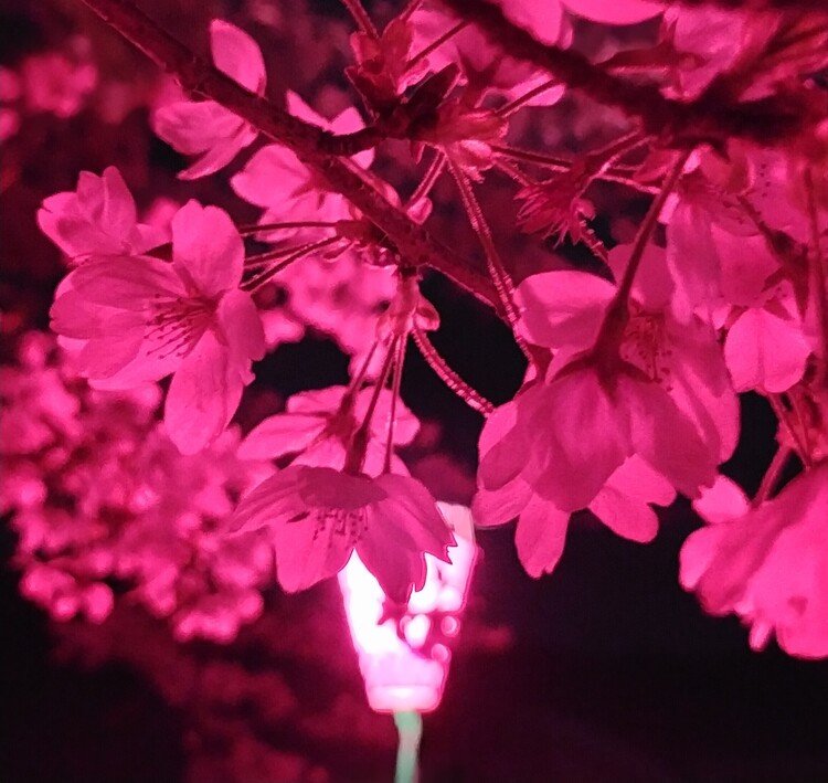 ともりんありがとう の新着タグ記事一覧 Note つくる つながる とどける