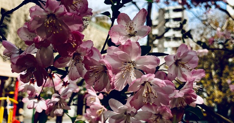 桜へのとくべつな感情
