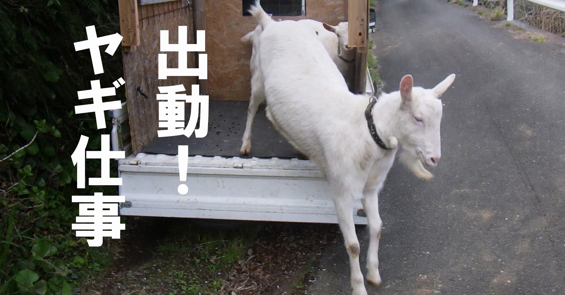 出動 ヤギ仕事 ヤギじるし Note